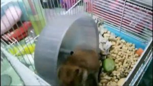 ДАЙТЕ МНЕ СЕМКУ! Над хомяком издеваются! Ему не дают СЕМКУ!