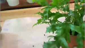 №29. Новые папоротники и не только. Первые покупочки в этом году.