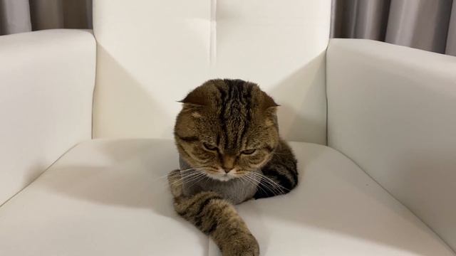 ВЛОГ С РЕБОРНАМИ. ЕДЕМ СТРИЧЬ КОШЕК. #rebornbaby #реборн #куклареборн смотреть онлайн