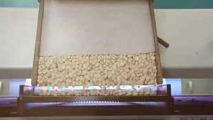 Сортировка люпина на фотосепараторе SmartSort (2018)