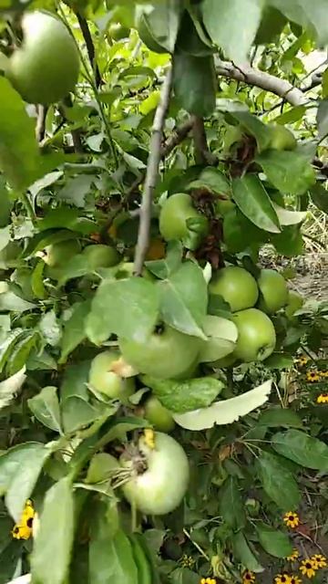 15 августа 2020 Ростов-на-Дону смотреть онлайн