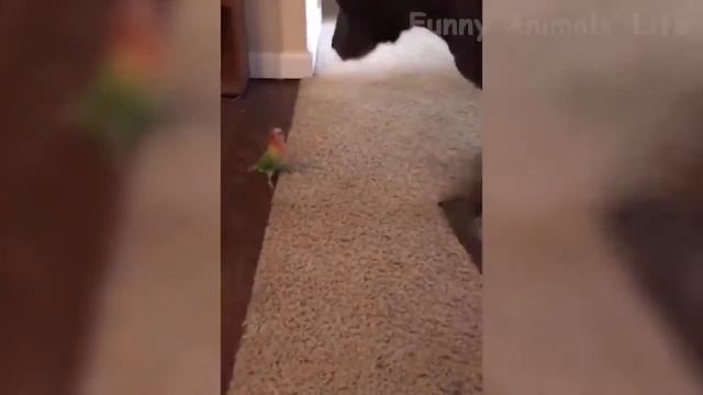 Жизнь забавных Животных_ Самые милые И Самые Смешные Кошки и Собаки смотреть онлайн