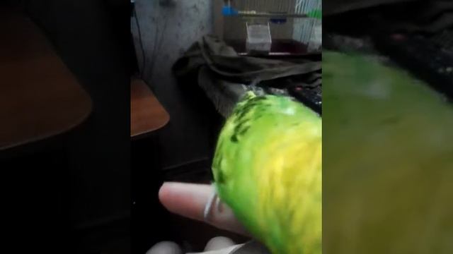 БУДНИ С ПОПУГАЯМИ смотреть онлайн