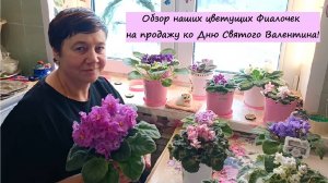 Обзор наших цветущих Фиалочек на продажу ко Дню Святого Валентина!