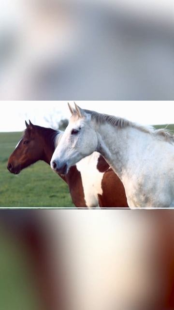 Wild Animals: Fox, Tigers, Crocodiles, Wolves - Wild Animals Sounds смотреть онлайн