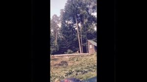 удаление и спил деревьев на участке с оттяжкой в направленную сторону.