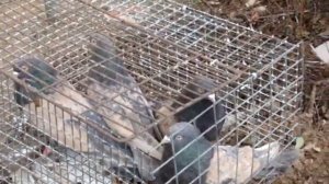 MOV00222 никалаевские голуби Сальска