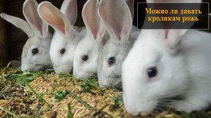 Можно ли давать кроликам рожь