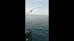 Монстр чуть удочку не сломал.