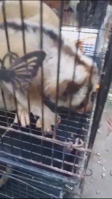 Slow Loris DANGEROUS animals in the world #wildlife rescue #animals  @bejountung9623 смотреть онлайн