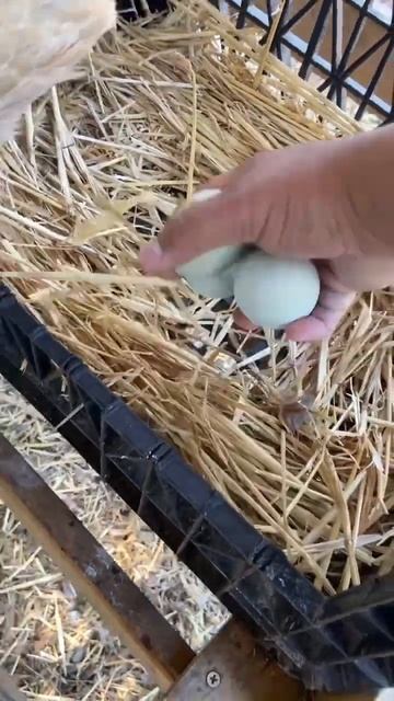 Bud Light sucks so I brewed my own alcohol 🤙🏽👁️👅👁️ #urbanhomesteading