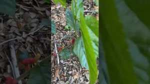 Australian Turkey Mulberry Tree...Central Florida zone 9b