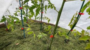 Прогулка по саду в начале лета! Что успело распуститься? Новые планы и задумки!
