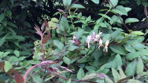 Chèvrefeuille de Chine 'Lonicera japonica chinensis' Un parfum frais de jasmin coiffé