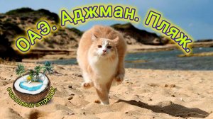 Котик-охотник на пляже в Эмиратах