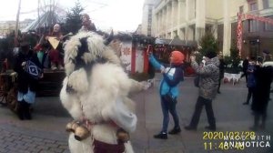 Маслиница 2020 года