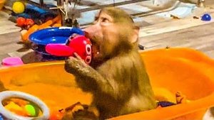 Папа хочет ВЫПУСТИТЬ Лиду с Анфисой погулять с нашим гамадрилятами, а мама ПРОТИВ!