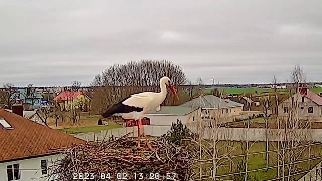 Аист обустраивает гнездо смотреть онлайн