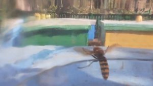 Пчелиный волк