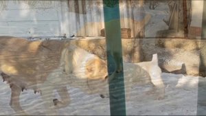 Среднеазиатские овчарки щенки