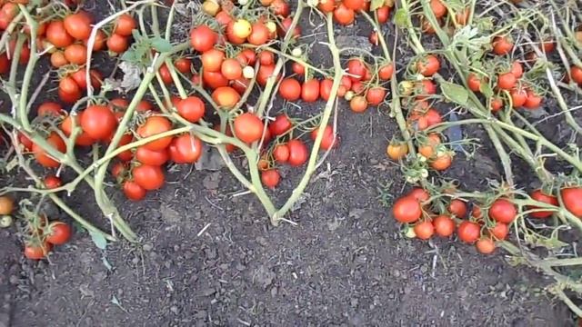 Как вырастить помидоры, сорт _Засолочное чудо_.mp4 смотреть онлайн