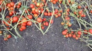 Как вырастить помидоры, сорт _Засолочное чудо_.mp4