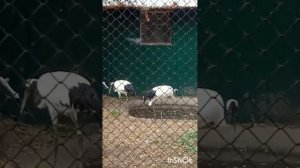 Царство птиц. Муравьёвский парк, Амурский. Татьяна Ярош-Агапитова. Россия.