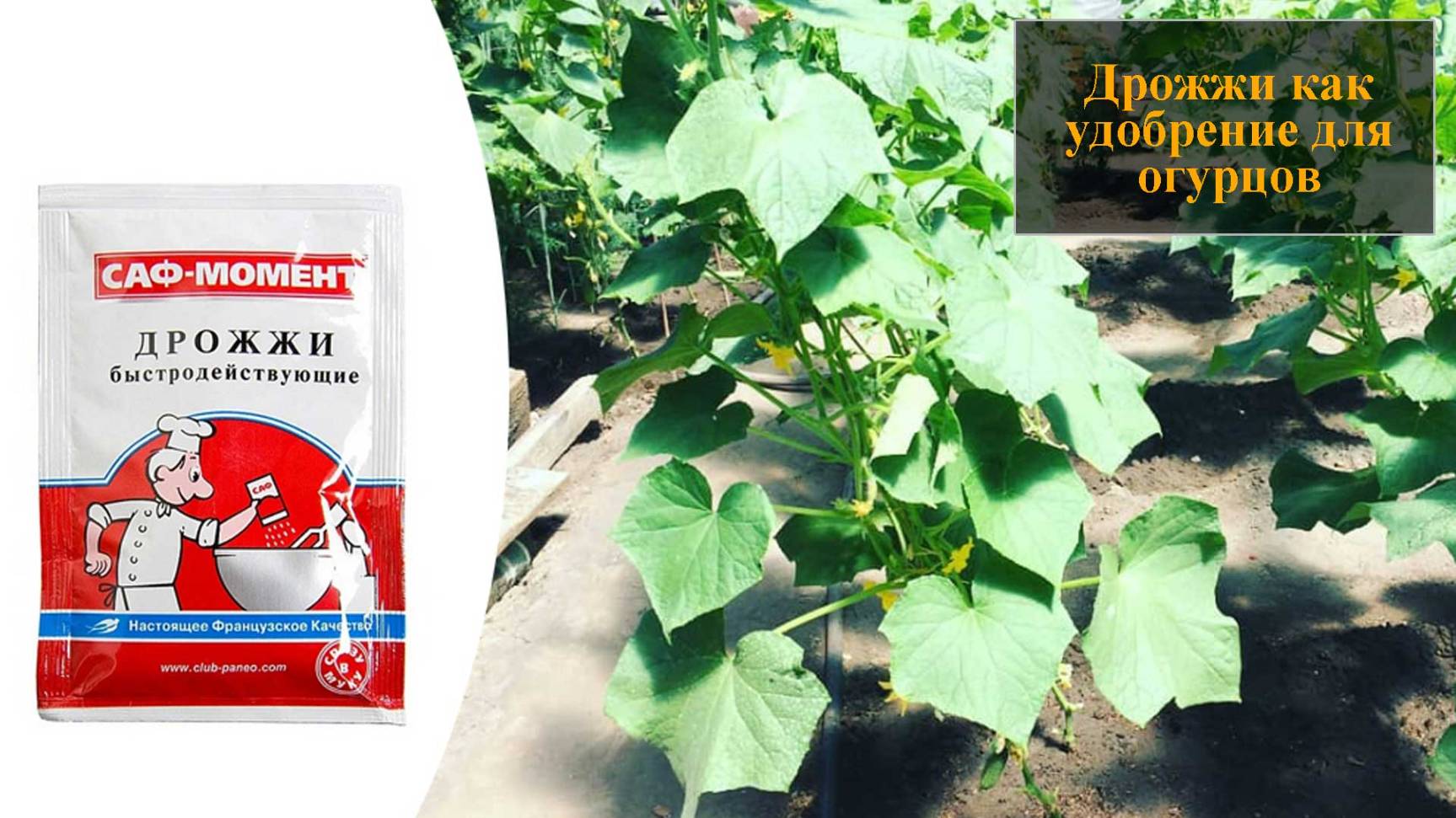 Дрожжи как удобрение для огурцов смотреть онлайн