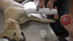 Remove mango worms from dog - Remove mango worms from dog skin Удалите манговых червей с кожи собак