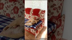 ходим по врачам//что готовили//репетиция//котики//