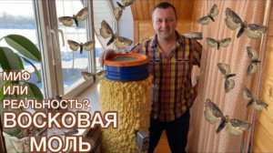 Восковая Моль — От Всех Болезней? Реальность или Миф?