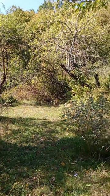 Встреча семейства кабанов под Геленджиком