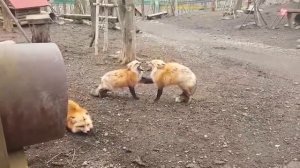 Лисы смеются 2