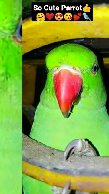 Parrot Voice Video||#like #shortvideo #youtuber #parrotsounds #mithu #greenparrot #birdsounds #yt смотреть онлайн