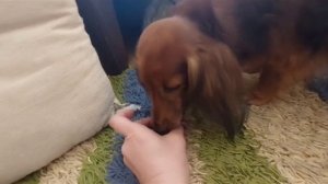 РЕАКЦИЯ МОЕЙ СОБАКИ, ЮНЫ