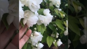 Чубушник Снежная буря🤩