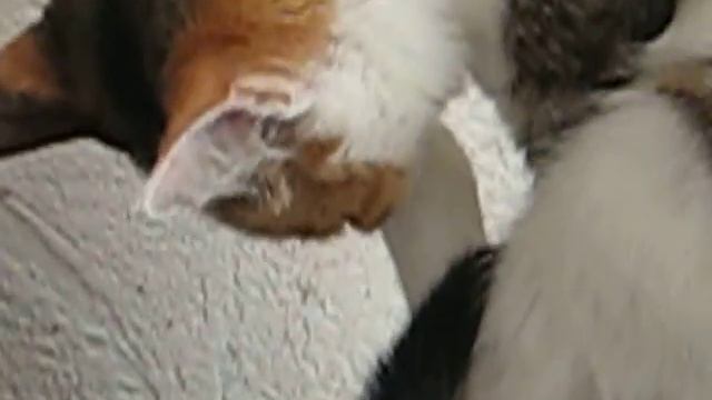 Кошка Кузя на колонке причесывается 38 -:) смотреть онлайн