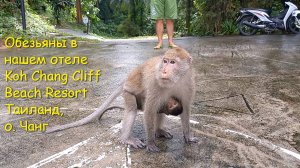 Обезьяны в нашем отеле Koh Chang Cliff Beach Resort. Таиланд, о. Чанг.