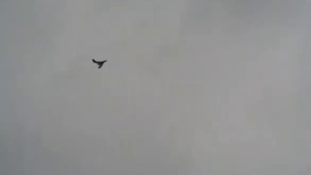 летаюший сокол смотреть онлайн