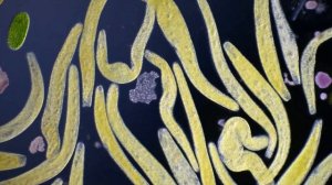 Микромир в капле воды