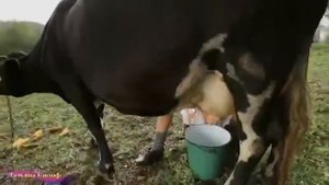 МОЛДОВАНКА   Виктор Королёв