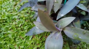 Purple Heart Plant/flower/Tradescantia pallida/HD