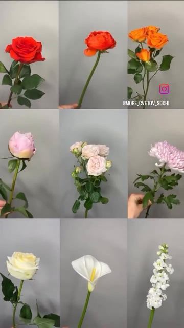Сезонные цветы 💐