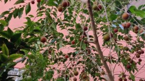 A MELHOR mais produtiva Frutífera para vaso! Dovyalis Doce!