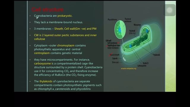 General characteristics of Cyanobacteria