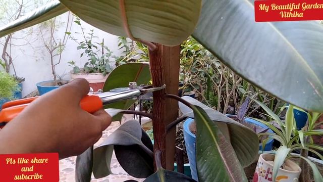 Rubber Plant Care/Rubber Plant Care and Propagation/Rubber Plant Care Indoors/Rubber Plant Cuttings