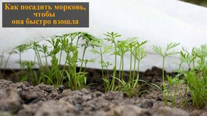 Как посадить морковь чтобы быстро взошла