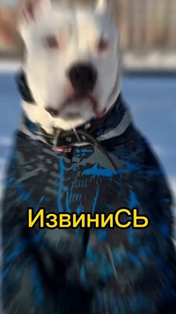 Стаффорд Рокки_ Мальчик вырос 😍 #short #shorts #shortsvideo #shortvideo #стаффорд #шортс смотреть онлайн