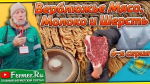 Верблюды это ценная шерсть, вкусное мясо и целебное молоко! Верблюдоводство в Казахстане и в мире!