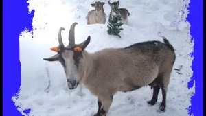 Весёлая новогодняя коза